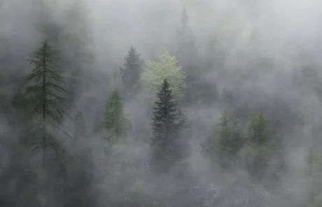 Foggy forest in the Dolomites reflecting the atmosphere of photography experiences and changing weather conditions.