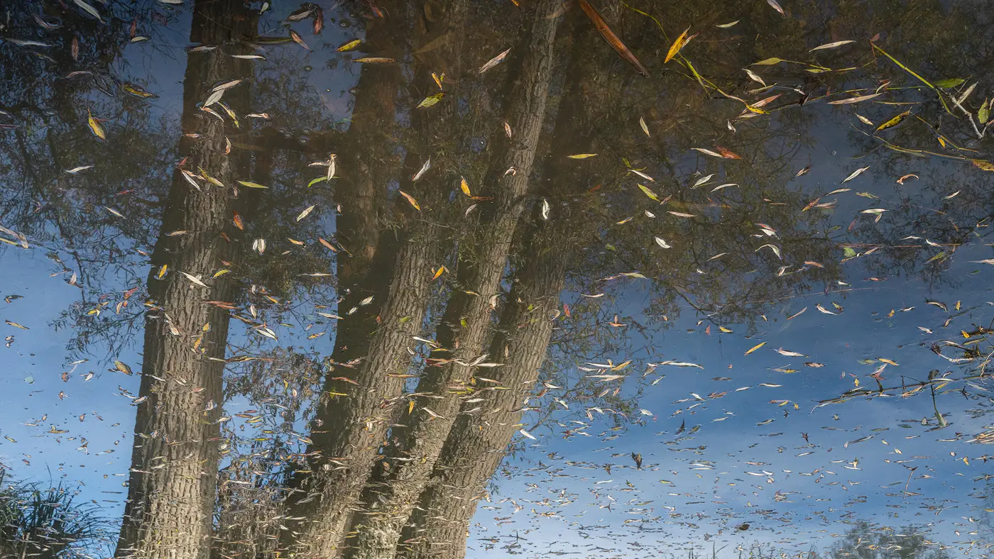 Observe A Place – Reflection Study Landscape photography showing tree reflections and floating leaves on water, inspired by slow travel and observing a place.