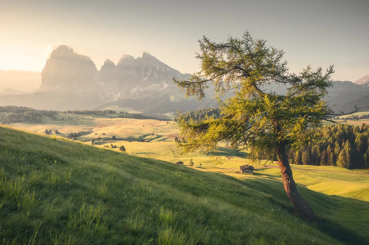Lone tree at sunrise overlooking Alpe di Siusi and the Sassolungo peaks in the Dolomites, Italy
