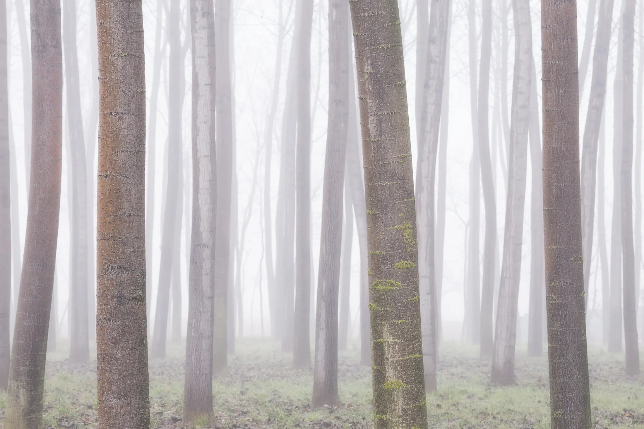 trees & fog – experiences trees & fog - experiences