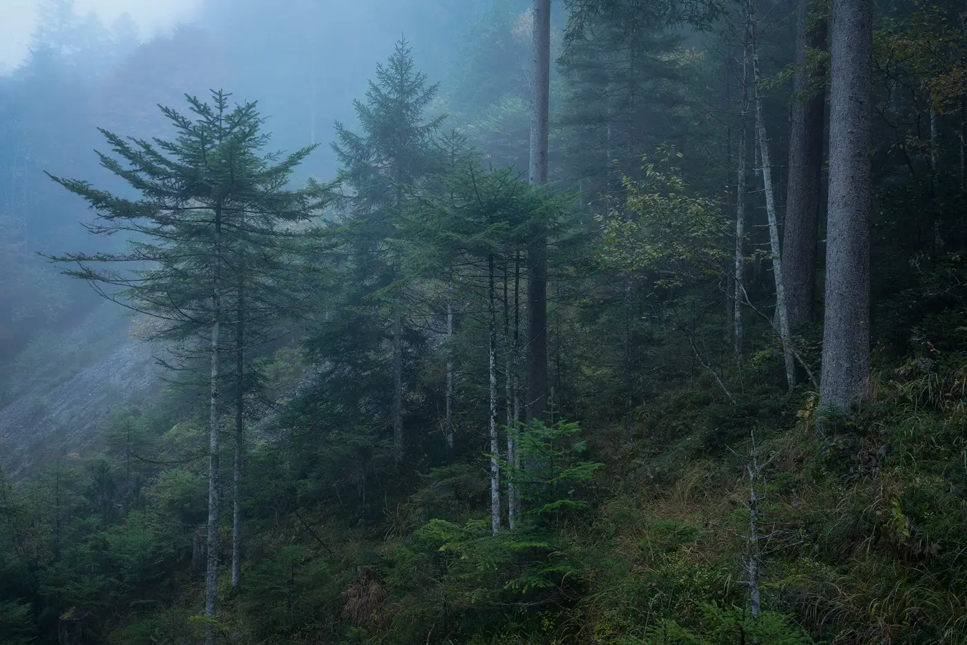Santo-Stefano-di-Cadore—Dolomites—moody-trees Santo-Stefano-di-Cadore---Dolomites---moody-trees