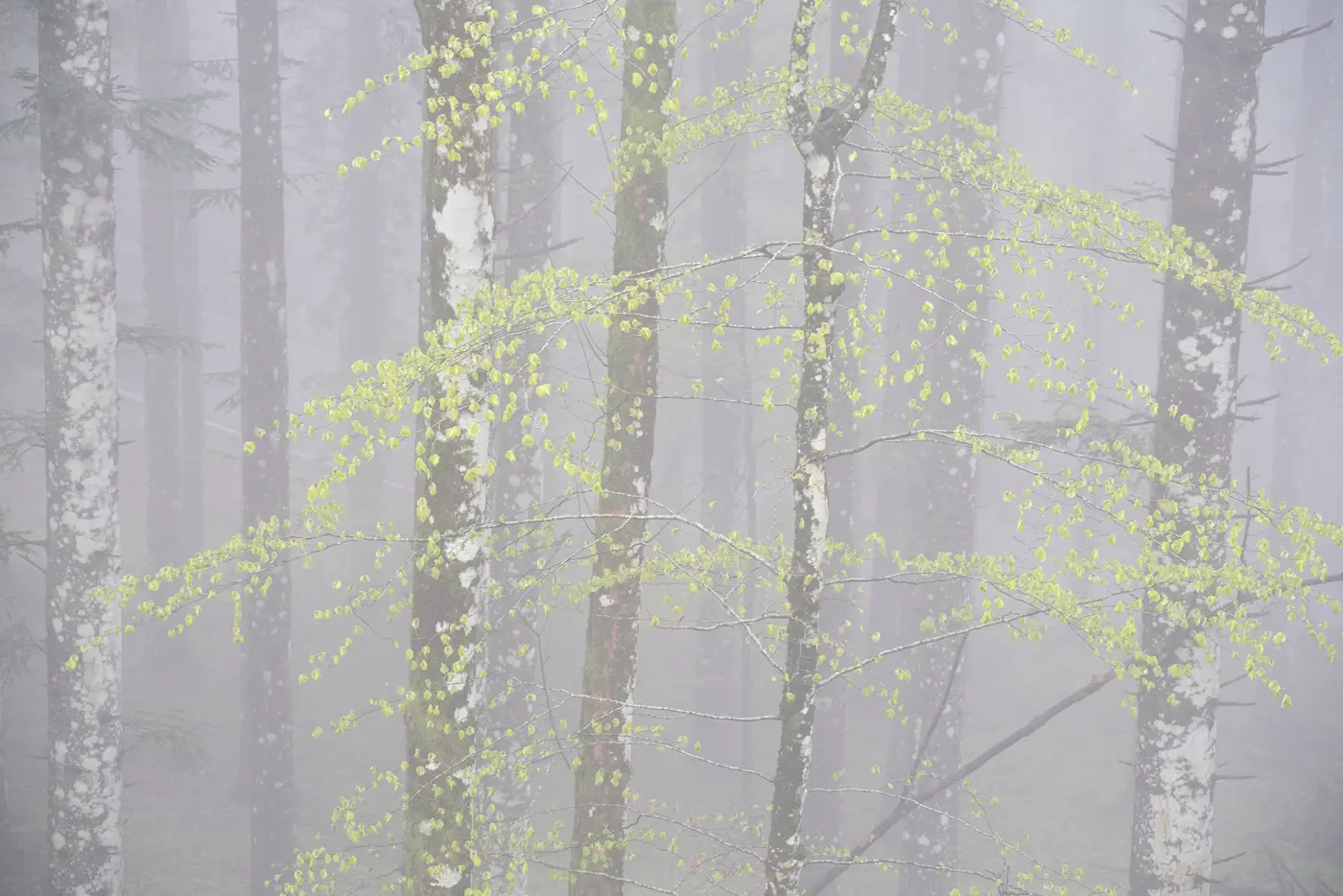 forest photography fog forest photography fog
