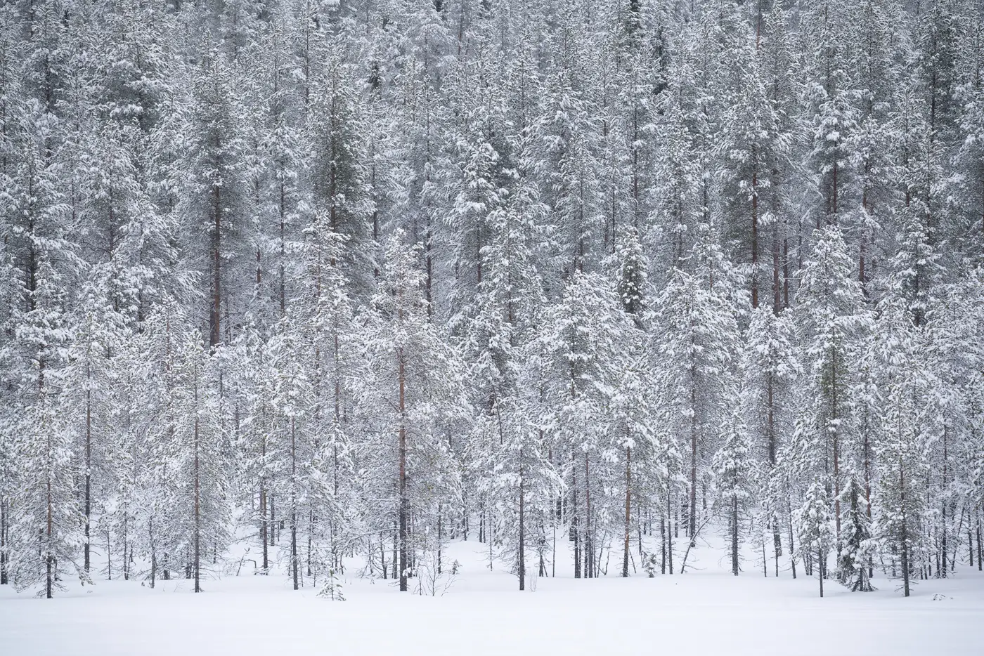 snow-trees-lapland snow-trees-lapland