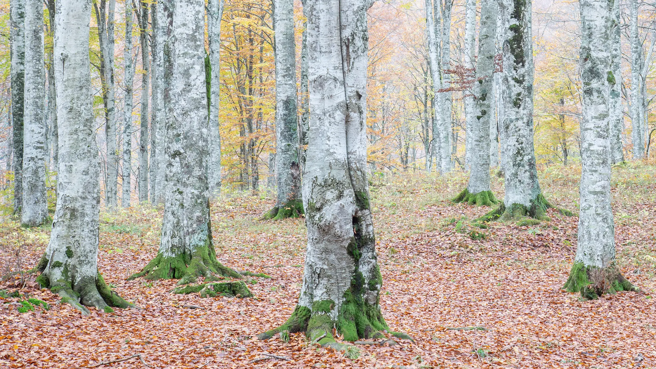 cansiglio-beech-forest-autumn cansiglio-beech-forest-autumn
