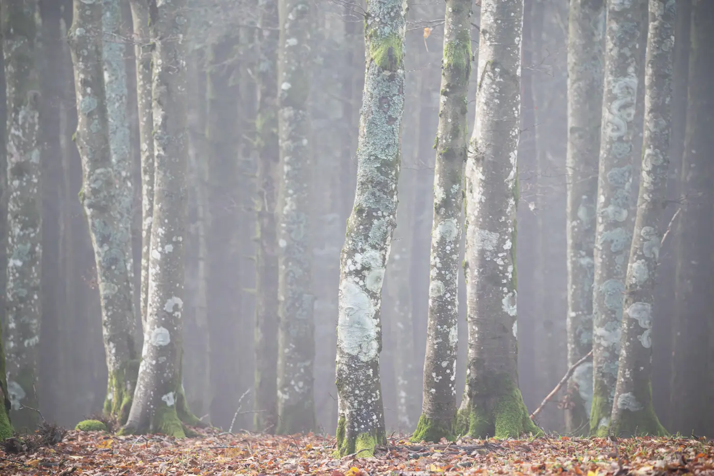 fog-trees-in-brenta fog-trees-in-brenta