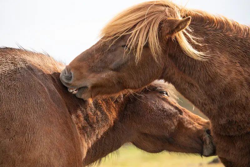 horses iceland photo tour
