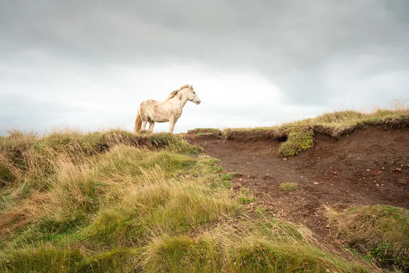 horses - iceland photo tour