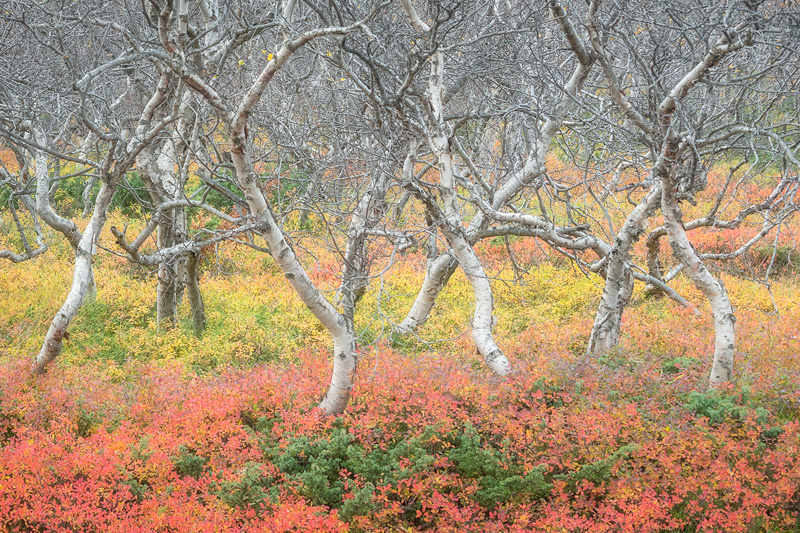 icelandic trees - iceland photo tour