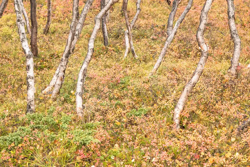 icelandic trees - iceland photo tour