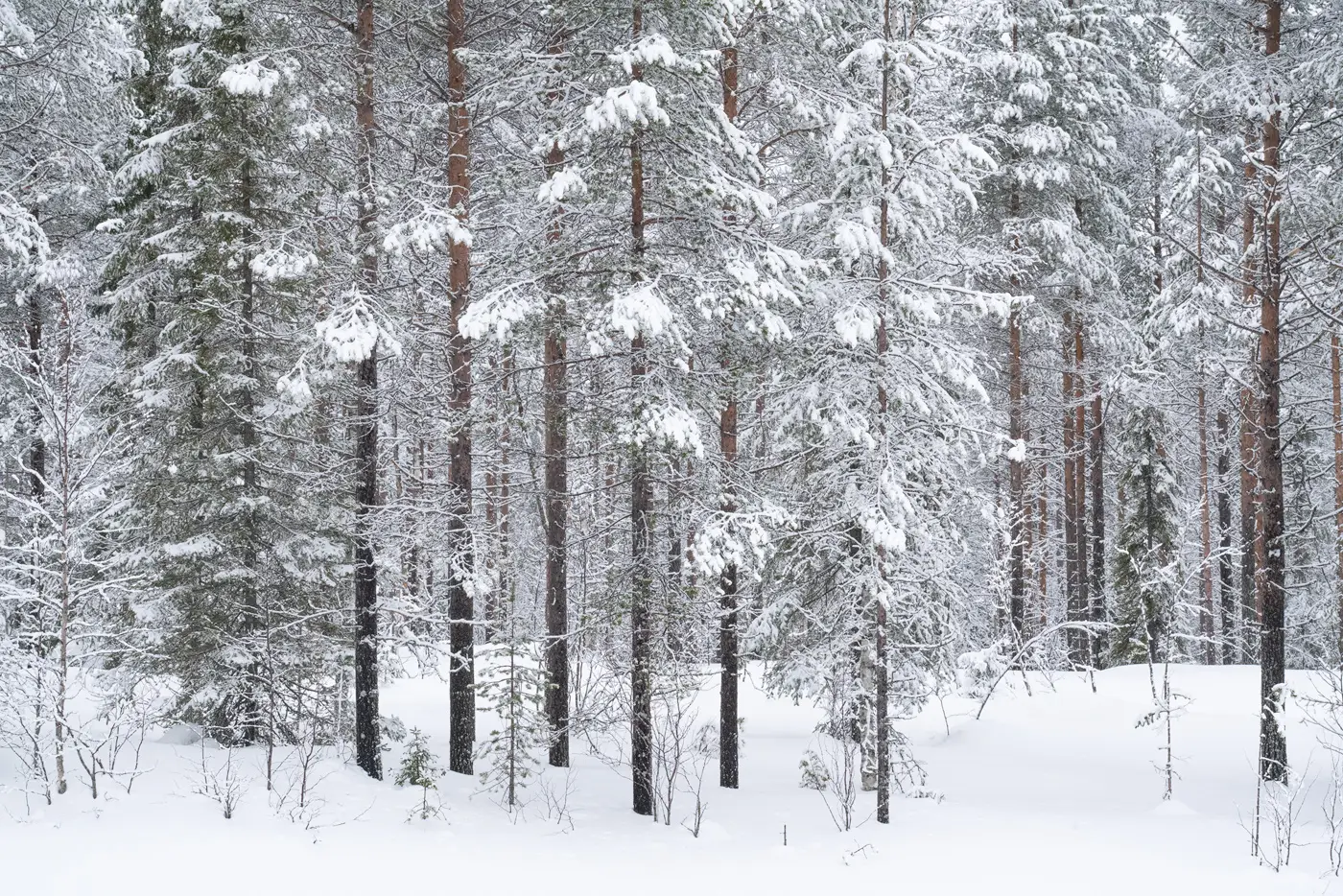 forest-lapland forest-lapland