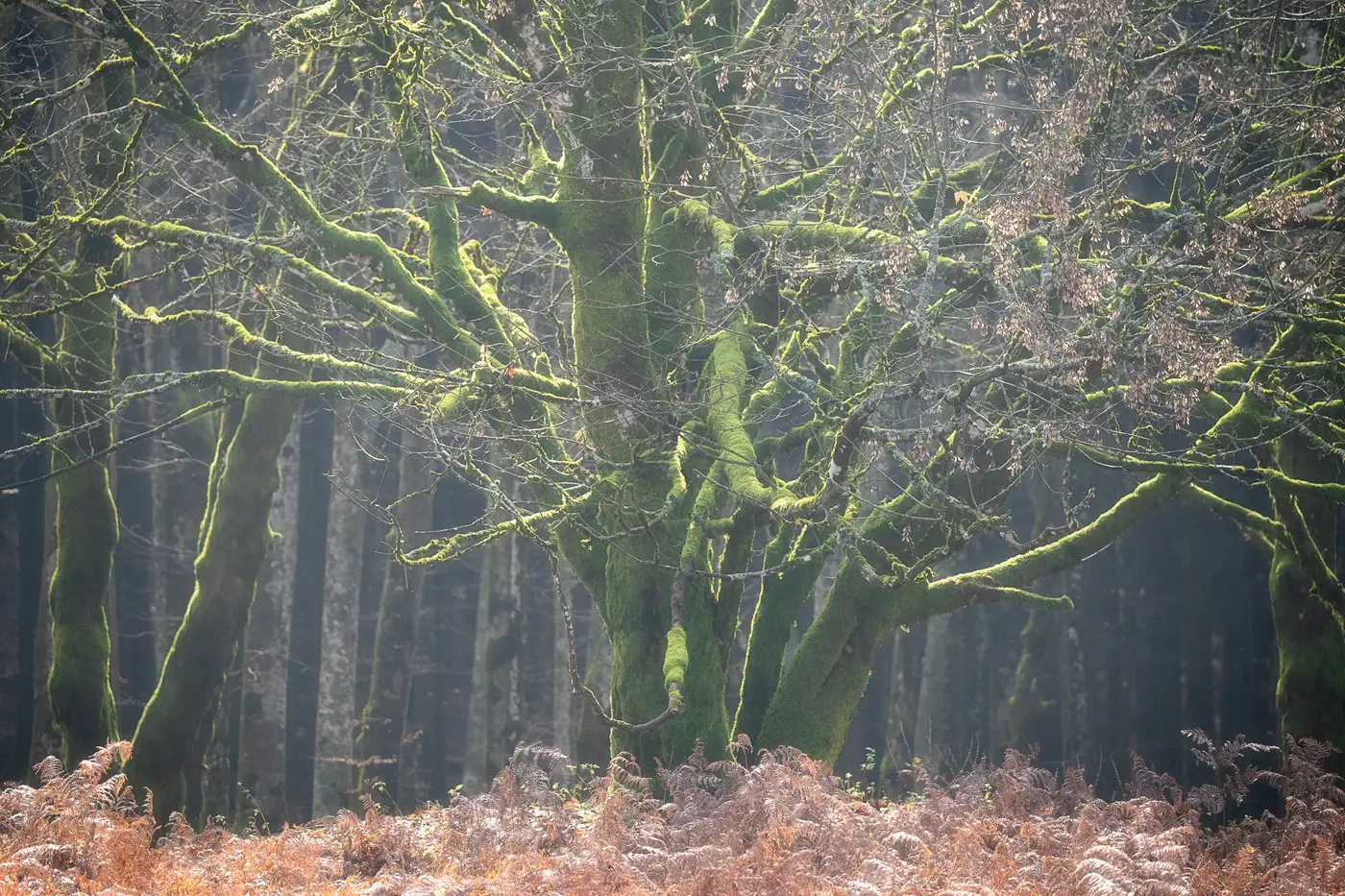light-tree-appennino-tosco-emiliano appennino-tosco-emiliano