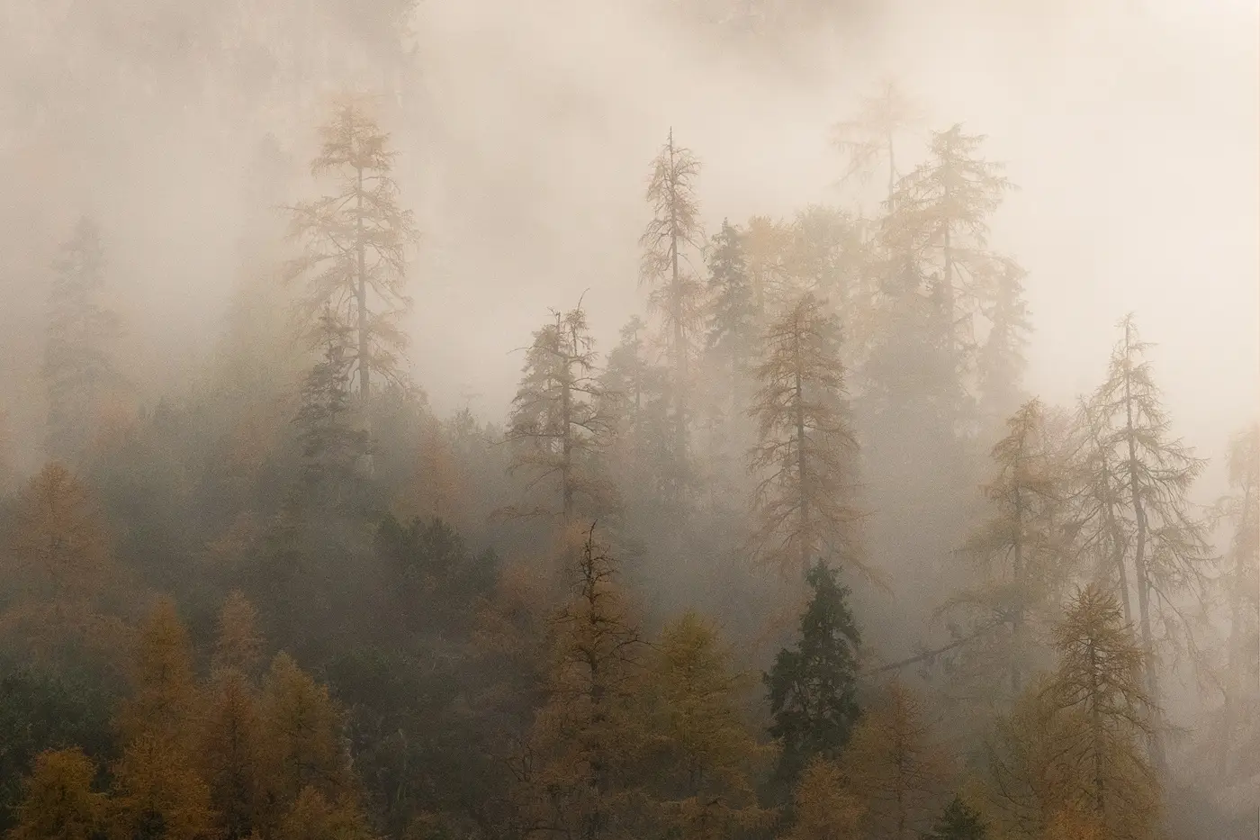 dolomites experience – moody trees dolomites experience - moody trees
