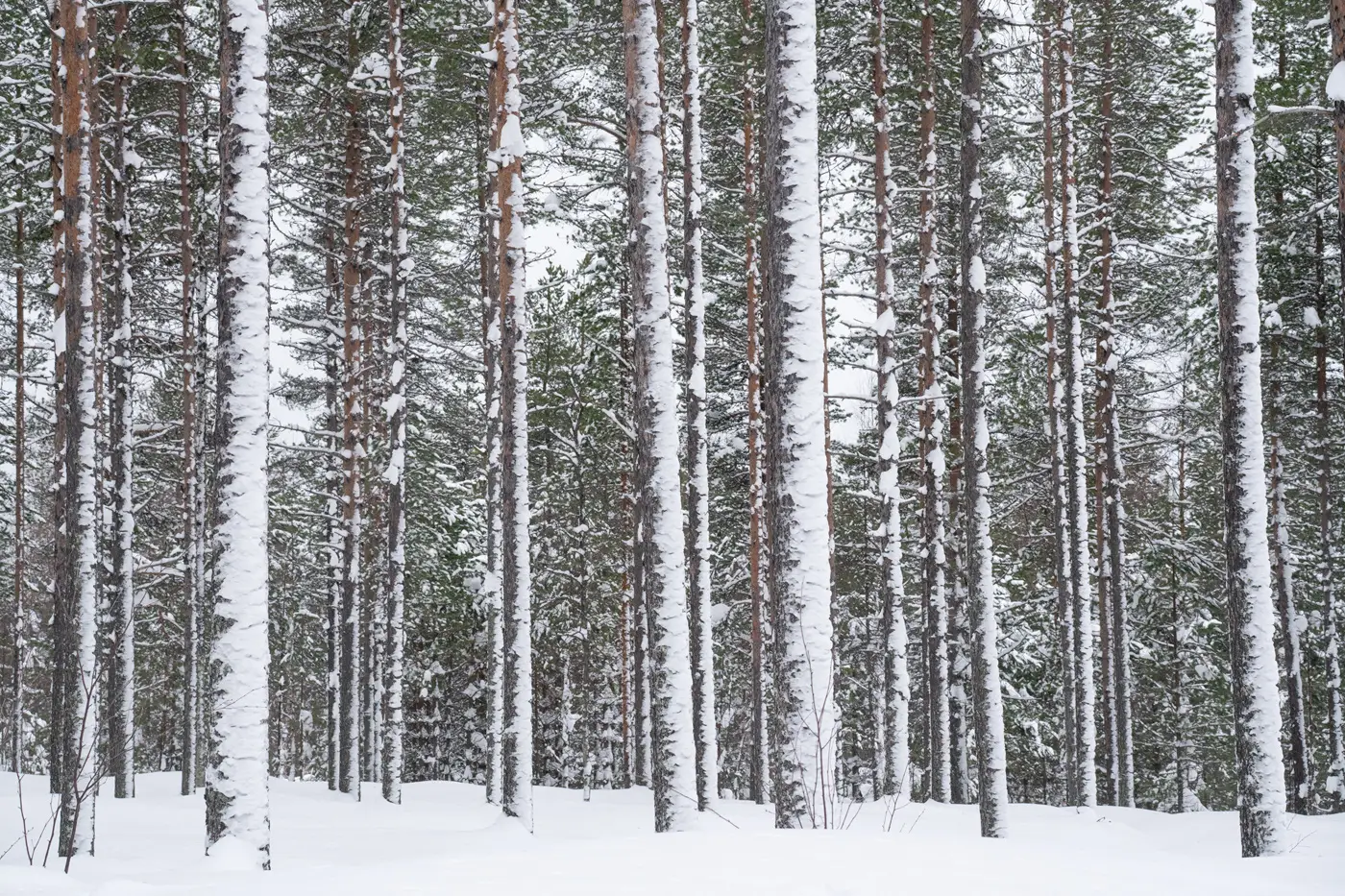 trees-in-the-snow-lapland trees-in-the-snow-lapland