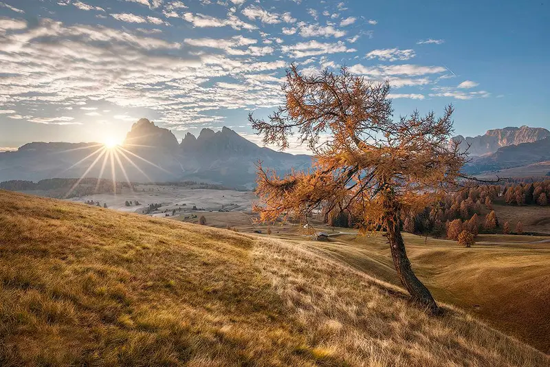 Golden autumn larch tree at Alpe di Siusi in the Dolomites, with sunburst over the mountain peaks