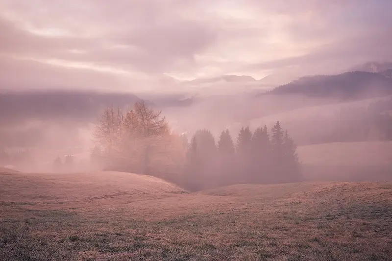 Golden autumn larch trees emerging from pink morning mist across the Alpe di Siusi meadows in the Italian Dolomites.