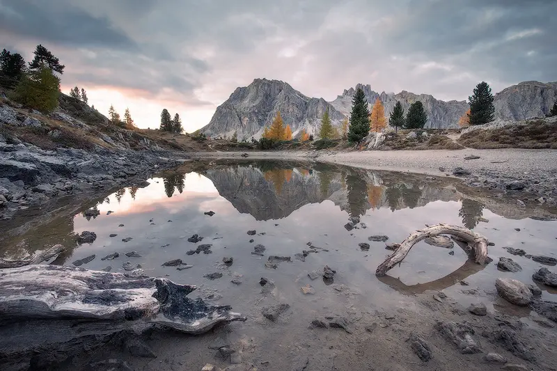 Autumn reflections at Lago di Limides near Passo Falzarego, with golden larch trees, rocky mountains and driftwood in the Italian Dolomites