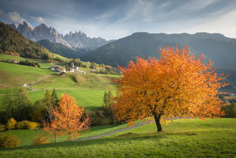Golden autumn tree in a green meadow overlooking the Odle mountain peaks in Val di Funes, Italian Dolomites.